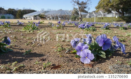 Violas blooming against the clear blue sky of early spring Violas blooming against the clear blue sky of early spring 135270690