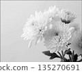 Close-up of white chrysanthemum flowers on a light gray background 135270691