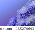 Close-up of blue-purple and white chrysanthemum flowers on a light blue-purple background 135270693