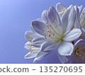 Close-up of a white lily flower on a light blue-purple background 135270695