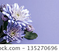 Close-up of pale purple and white chrysanthemum flowers on a pale purple background 135270696