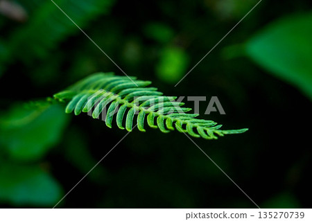 森林裡的小綠葉 森林裡的小綠葉 135270739