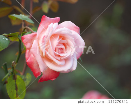 粉紅色的玫瑰 粉紅色的玫瑰 135270841