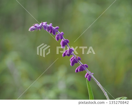 紫水晶鼠尾草花 紫水晶鼠尾草花 135270842