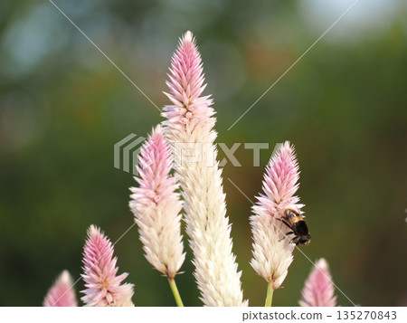 粉紅色的酢漿草花 粉紅色的酢漿草花 135270843