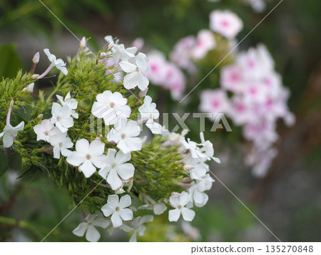 White and pink phlox flowers White and pink phlox flowers 135270848