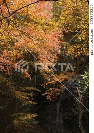 Autumn leaves of waterfall without sound Autumn leaves of waterfall without sound 135270896