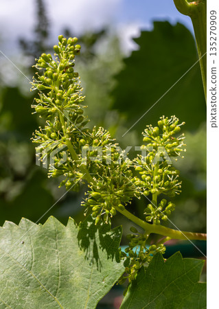 Grape vine flowering stages in a vineyard during spring with fresh green buds and leaves showcasing nature's growth Grape vine flowering stages in a vineyard during spring with fresh green buds and leaves showcasing nature's growth 135270909