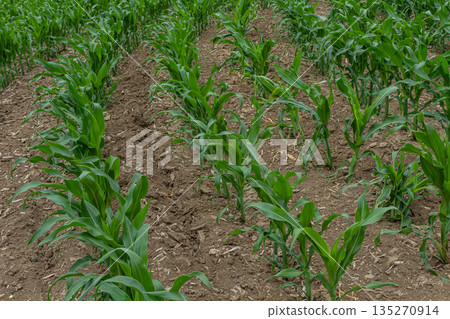 Growth of green corn plants in a well-tended field during the summer season showcasing rows of healthy crops and rich soil Growth of green corn plants in a well-tended field during the summer season showcasing rows of healthy crops and rich soil 135270914