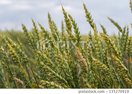 Golden wheat sways gently in the breeze under a cloudy sky during the late afternoon in a tranquil field 135270919