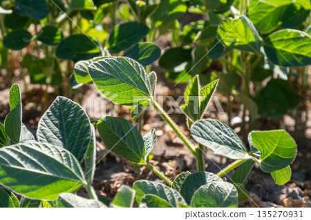 Soybean field thriving under bright sunlight showcasing lush green leaves and healthy plants in early summer growth stage near agricultural land Soybean field thriving under bright sunlight showcasing lush green leaves and healthy plants in early summer growth stage near agricultural land 135270931