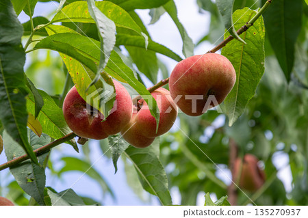 Ripening Saturn peaches hanging from a branch surrounded by lush green leaves in an orchard during the warm summer months 135270937