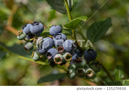 Highbush blueberry shrub bearing large blue berries under sunlight in a lush garden setting showcasing fruitful harvest season in mid-summer 135270938