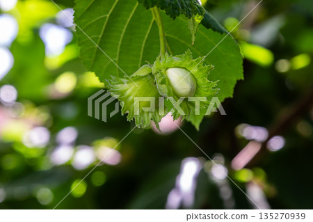 Close-up view of hazelnut cluster on a branch during warm summer afternoon in an orchard surrounded by vibrant green foliage 135270939