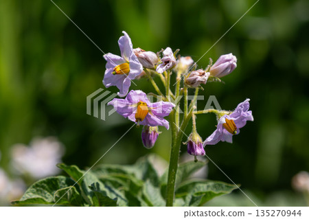 Vibrant potato flower blossoms on a sunny day highlighting their delicate petals and lush green foliage in a garden setting Vibrant potato flower blossoms on a sunny day highlighting their delicate petals and lush green foliage in a garden setting 135270944