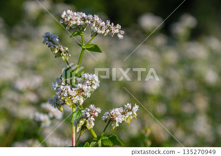 Buckwheat blooms in a lush field showcasing delicate white flowers under soft sunlight in a serene landscape during late spring 135270949