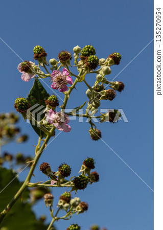 European dewberry showcasing delicate pink flowers and developing fruits against a clear blue sky in a sunlit meadow 135270954