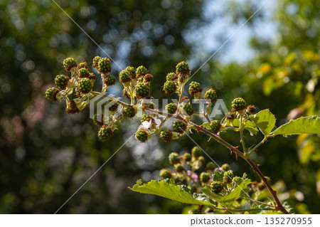 European dewberry branch bearing small unripe fruit in a bright woodland setting during the summer season 135270955