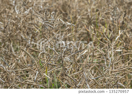 Beautiful close-up of dried rapeseed plants in a rural landscape during late summer or early autumn with intricate textures and patterns Beautiful close-up of dried rapeseed plants in a rural landscape during late summer or early autumn with intricate textures and patterns 135270957