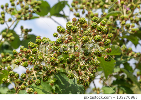 Clusters of young European dewberry fruits developing on a bramble bush in a sunny field during late spring 135270963