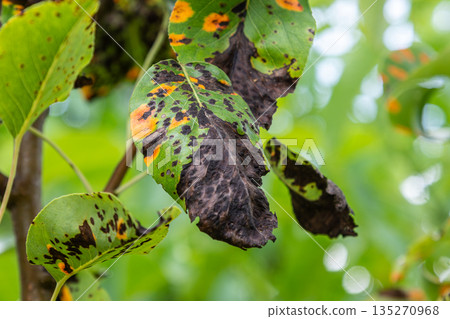 Leaves of pear tree showing signs of fungal disease pear rust caused by Gymnosporangium sabinae in a garden setting during late spring Leaves of pear tree showing signs of fungal disease pear rust caused by Gymnosporangium sabinae in a garden setting during late spring 135270968
