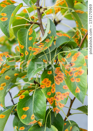 Pear tree leaves show signs of fungal disease caused by Gymnosporangium sabinae in a local garden during late spring 135270969