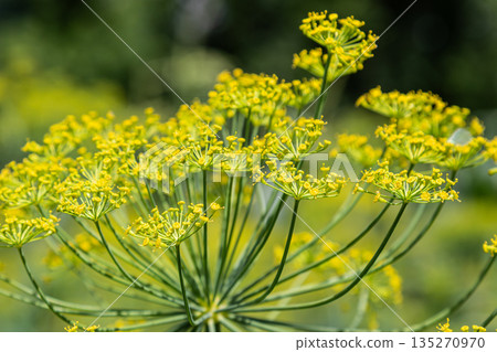 Bright yellow dill flowers bloom in a lush garden showcasing the aromatic plant known for its culinary uses and health benefits throughout the summer 135270970