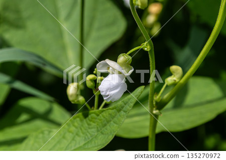 Common bean plant with delicate white flowers thriving in a garden setting during summer Common bean plant with delicate white flowers thriving in a garden setting during summer 135270972