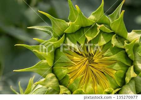 Common sunflower bud in detail showcasing vibrant green leaves and golden yellow inner petals in a sunflower field under bright sunlight Common sunflower bud in detail showcasing vibrant green leaves and golden yellow inner petals in a sunflower field under bright sunlight 135270977