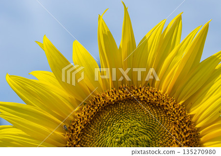Bright golden petals of Helianthus annuus stretch toward the blue sky in a summer field showcasing nature's beauty during peak blooming season Bright golden petals of Helianthus annuus stretch toward the blue sky in a summer field showcasing nature's beauty during peak blooming season 135270980