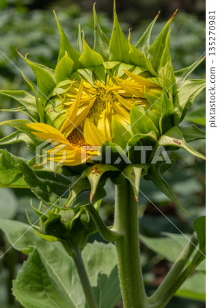 Bright yellow sunflower bloom emerging in a field during late spring showcasing vibrant petals and lush green foliage 135270981