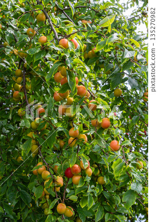 Cherry plum tree with ripening prunus cerasifera fruit in a sunny garden during late spring 135270982