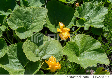 Bright yellow zucchini flowers bloom among lush green leaves in a summer garden 135270983
