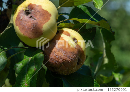Fungal disease Monilinia fructigena causes significant brown rot on apples in an orchard during the summer season 135270991