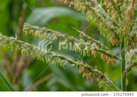 Corn field with plants showing silk and tassels during the growing season in warm weather illustrating the development stages of crop growth Corn field with plants showing silk and tassels during the growing season in warm weather illustrating the development stages of crop growth 135270995