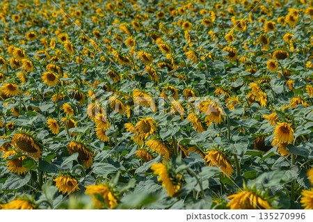 Vast field of common sunflowers swaying gently in the breeze under a bright blue sky during mid-summer in a rural landscape 135270996