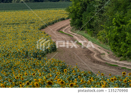 Sunflowers bloom along a winding dirt path in a vibrant field showcasing the beauty of Helianthus annuus during a sunny day in summer 135270998