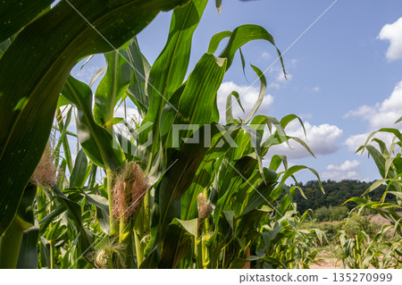 Corn field under blue sky with wispy clouds showcasing vibrant green leaves and developing ears captured during sunny summer afternoon in rural setting Corn field under blue sky with wispy clouds showcasing vibrant green leaves and developing ears captured during sunny summer afternoon in rural setting 135270999