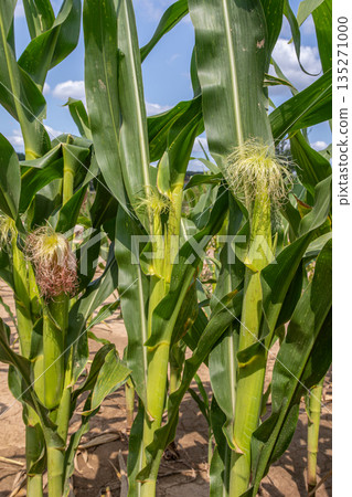 Corn plants at different growth stages in an agricultural field under a clear blue sky during summer Corn plants at different growth stages in an agricultural field under a clear blue sky during summer 135271000