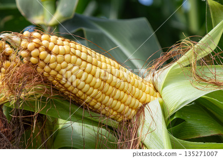 Corn growing in a vibrant field during summer showcasing ripe ears ready for harvest with rich green foliage surrounding them Corn growing in a vibrant field during summer showcasing ripe ears ready for harvest with rich green foliage surrounding them 135271007