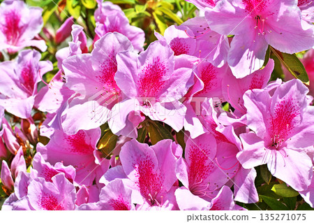粉紅杜鵑花(春季,四月) 粉紅杜鵑花(春季,四月) 135271075