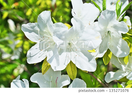 White azalea flowers (spring, April) White azalea flowers (spring, April) 135271076