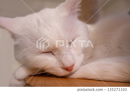 一張令人舒緩的圖片，一隻白貓在室內安詳地睡覺。 135271103