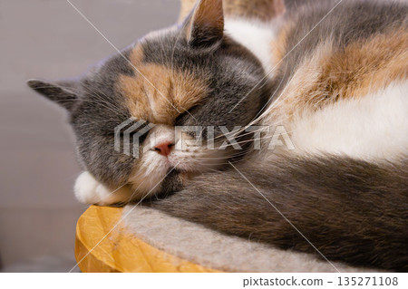 A cat sleeping in a relaxed position at a cat cafe 135271108