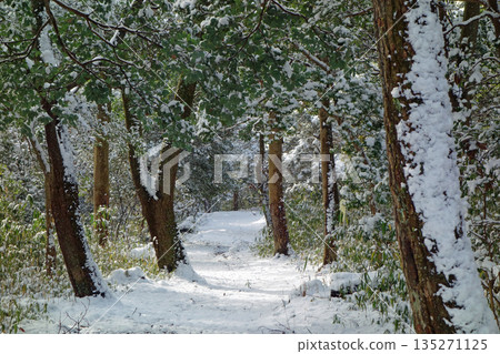 Forest Walkway《Winter Scene》 Forest Walkway《Winter Scene》 135271125
