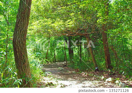 Forest Walkway (Summer Scenery) 135271126