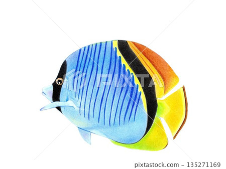 熱帶魚色鉛筆畫 135271169