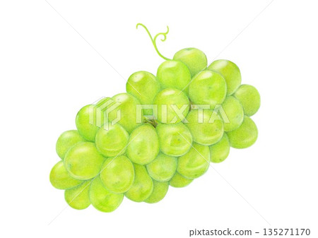 閃耀的馬斯喀特色鉛筆畫 135271170