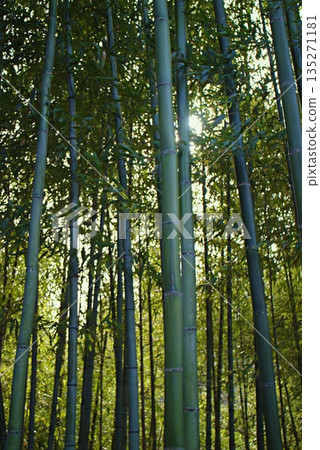 Bamboo grove Bamboo grove 135271181
