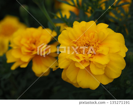 Yellow marigold flowers 135271191